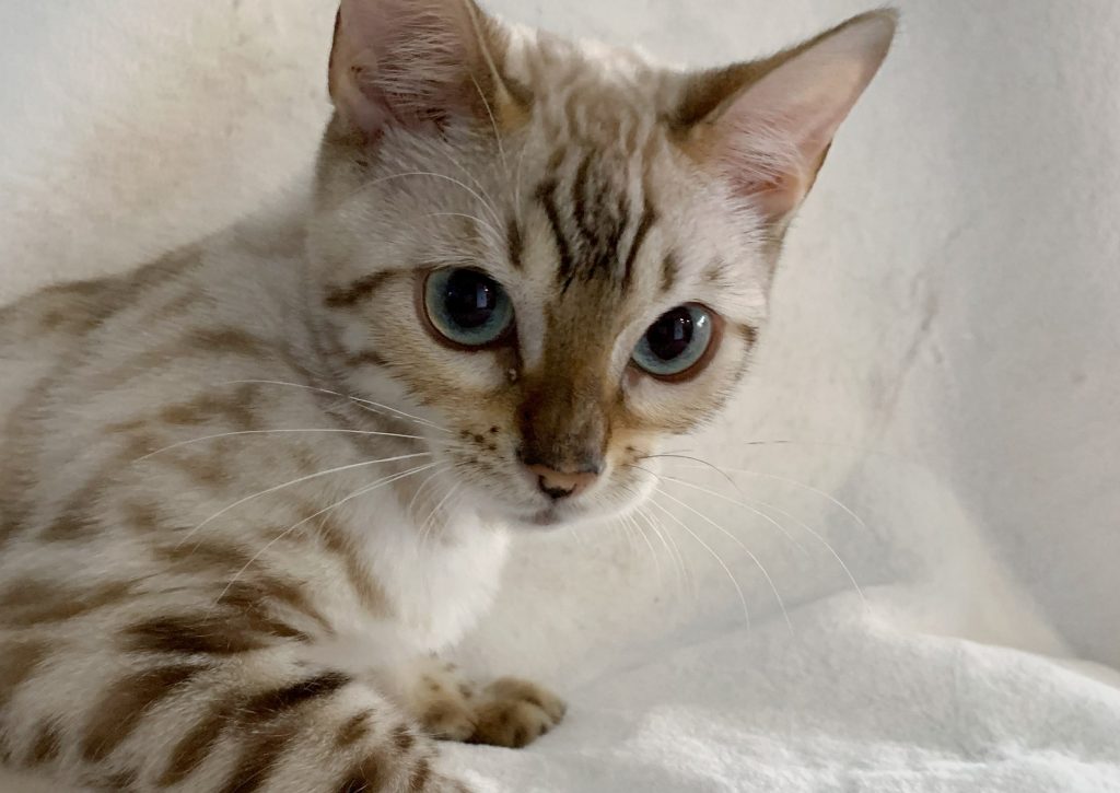 Bengalkatzen vom Cappenhill - Bengalkatzen für Ihr zu Hause - Bengalkatzen Zucht